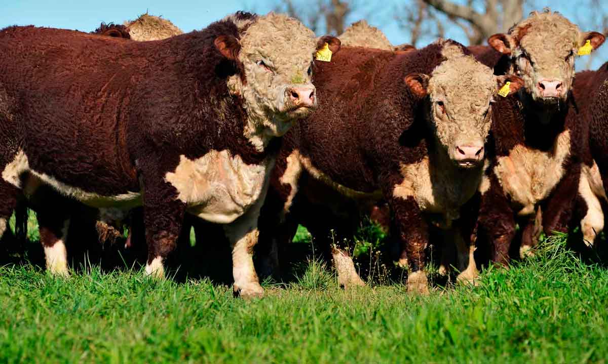 toros-varios-tuyuti-nosotros