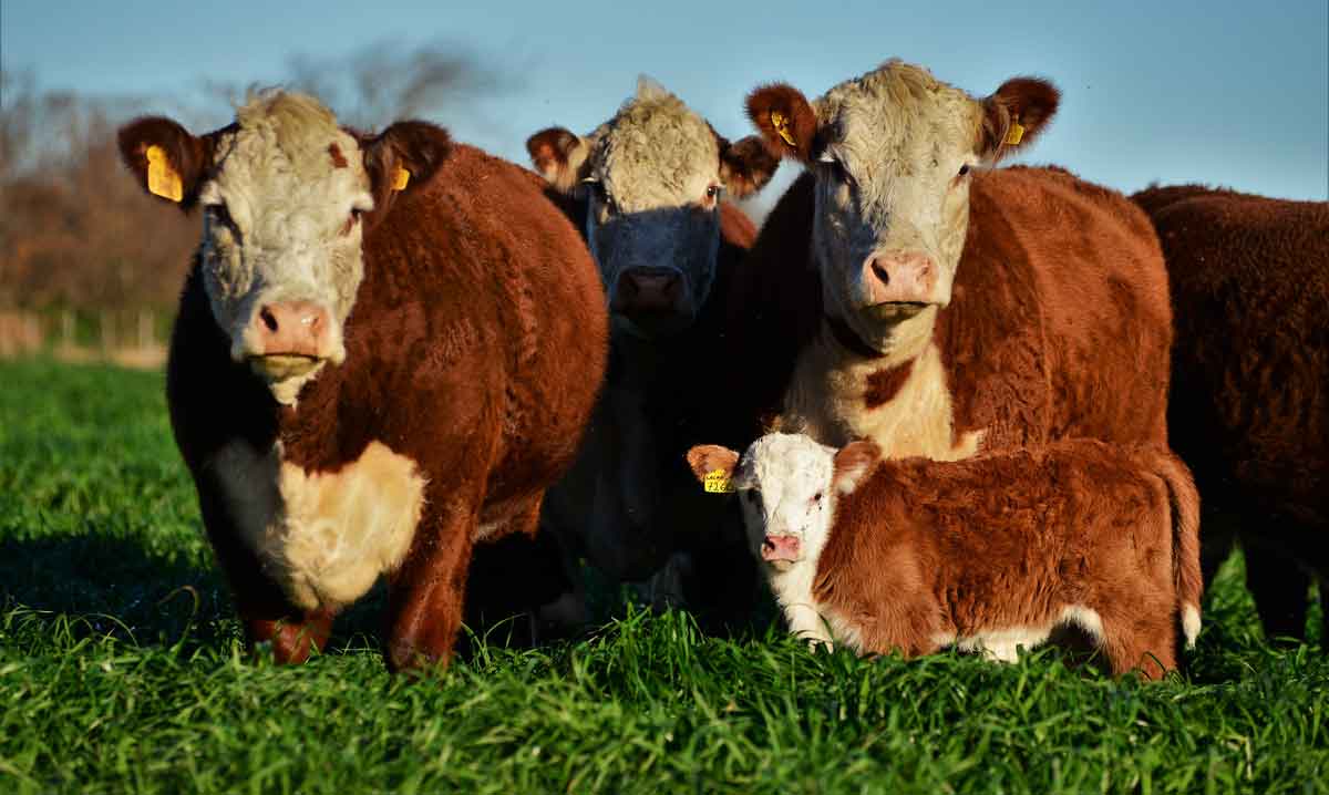 vaquillonas-nosotros