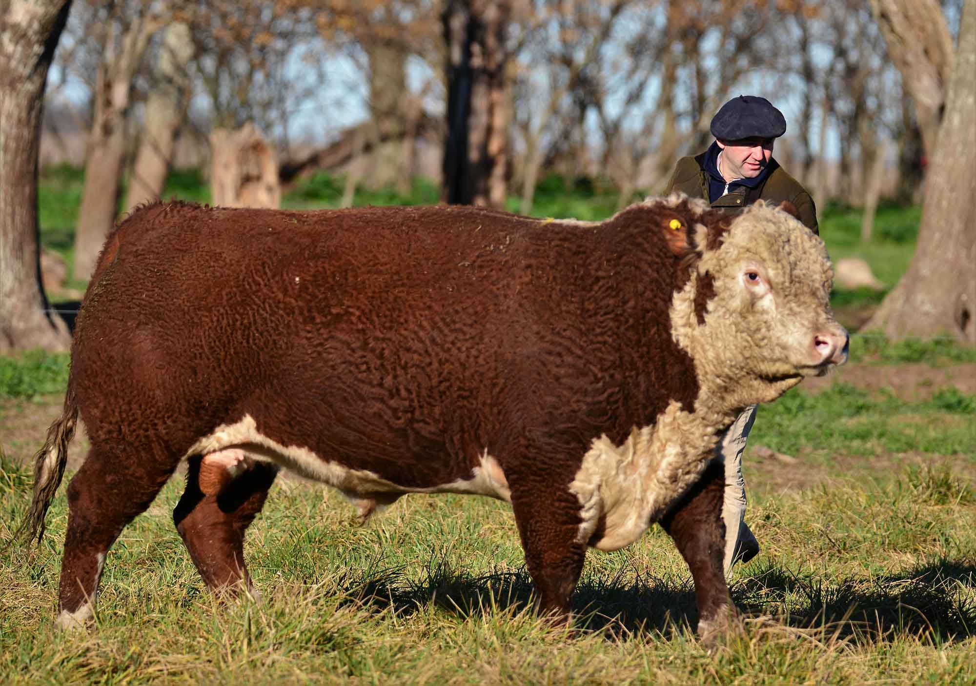 toro-corriendo-tuyuti